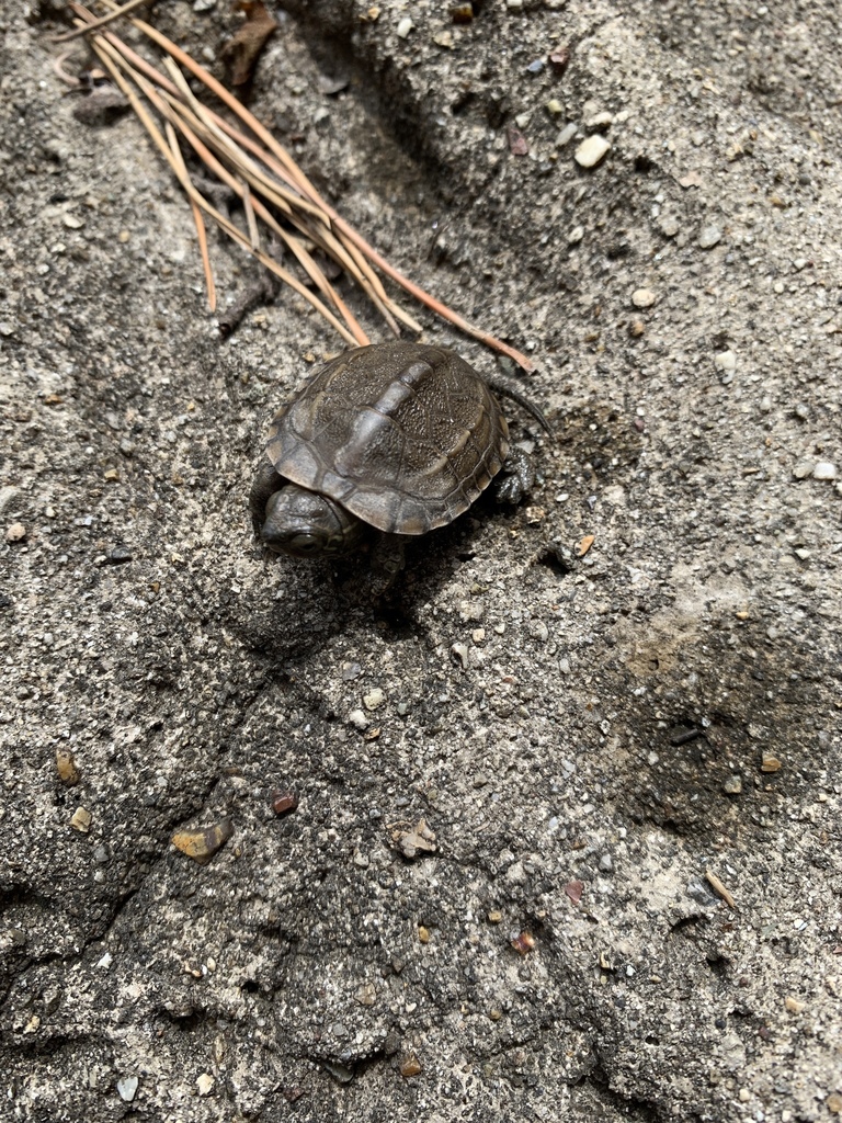 Chinese Pond Turtle from 松葉公園, 名古屋市中川区, 愛知県, JP on April 18, 2019 at 01 ...