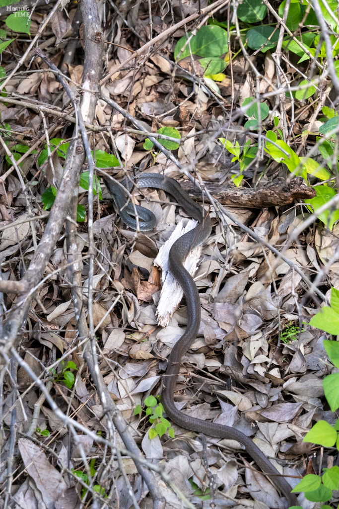 North American Racer from Snake Bight Trail, Florida, USA on January 21 ...
