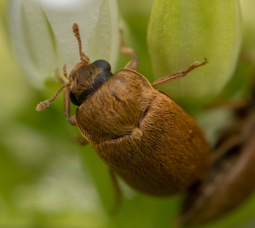 Byturus ochraceus nuotrauka
