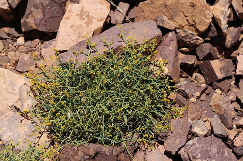 Bupleurum subspinosum