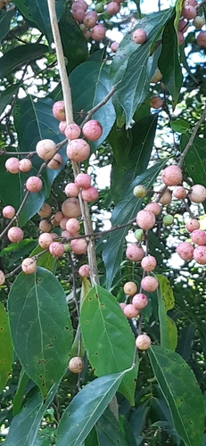Casearia corymbosa