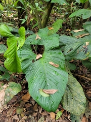 Anthurium ochranthum image