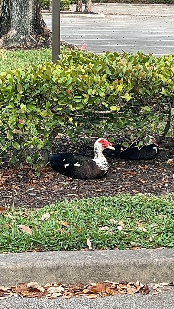 Domestic Muscovy Duck from Glades Rd, Boca Raton, FL, US on February 11 ...