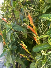 Sanchezia tigrina image