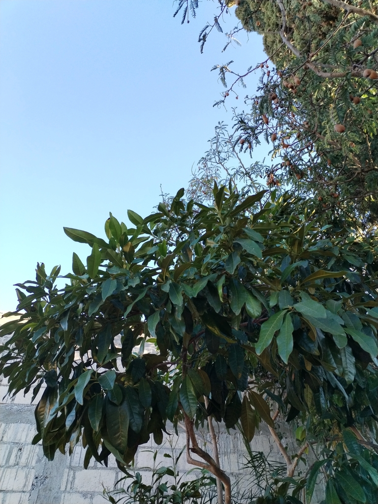 Allspice from Candelaria, 30060 Comitán de Domínguez, Chis., México on