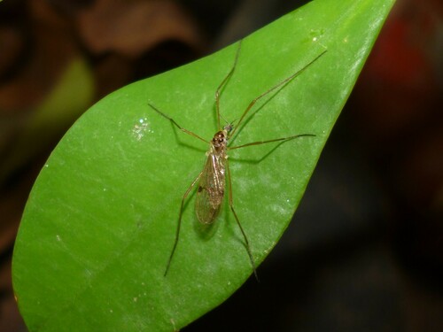 Teucholabis (Teucholabis) invaripes