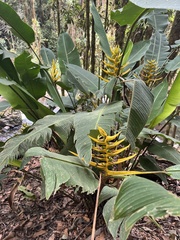 Heliconia lankesteri image