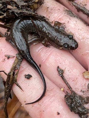 Catahoula Spotted Dusky Salamander