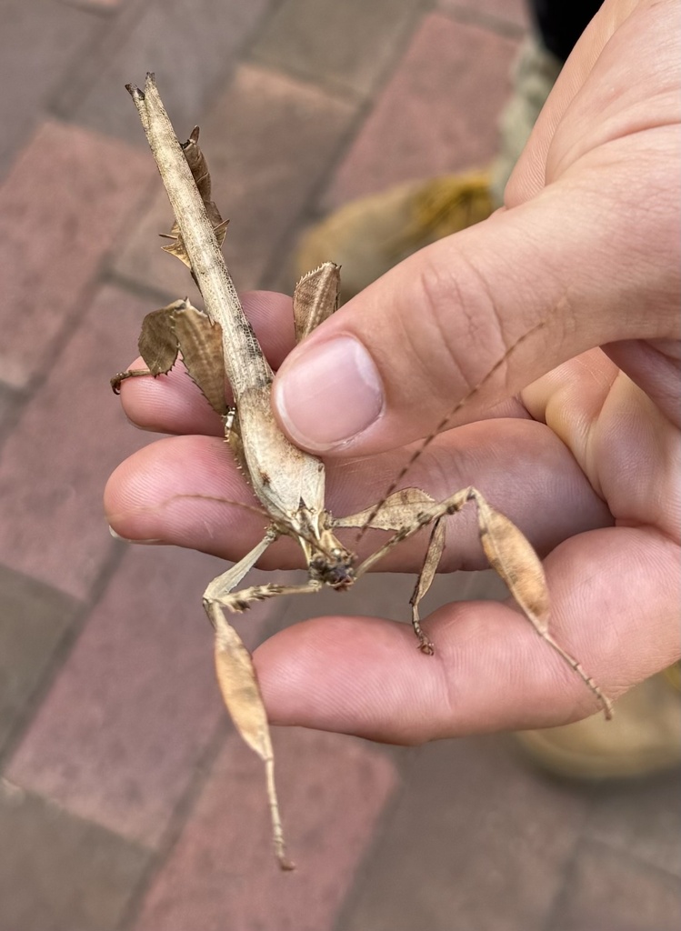 Spiny Leaf insect from Adelaide Botanic Garden, Adelaide, SA, AU on ...