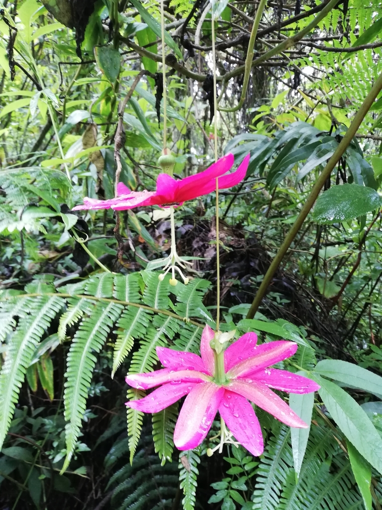 Colombian passion fruit