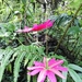 Passiflora antioquiensis - Photo (c) llimi sanchez, todos os direitos reservados, uploaded by llimi sanchez