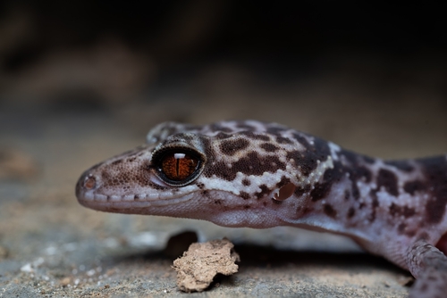 Zhou's Leopard Gecko (Goniurosaurus zhoui) · iNaturalist United Kingdom