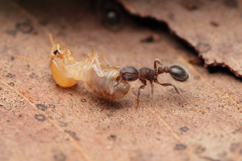 Tetramorium constanciaeTetramorium constanciae