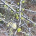 Acacia etbaica