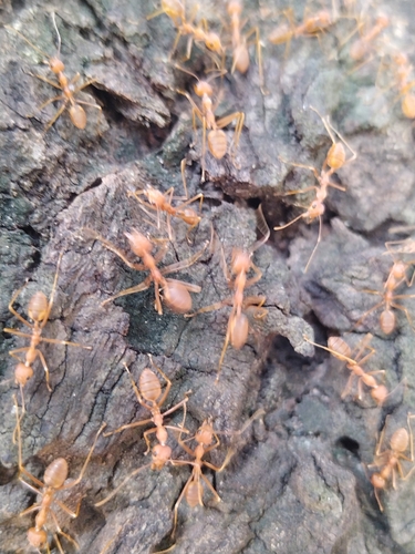Asian Weaver Ant