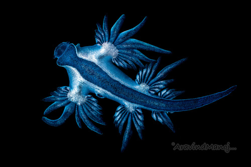 Sea Swallow