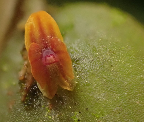 Andinia nummularia · iNaturalist