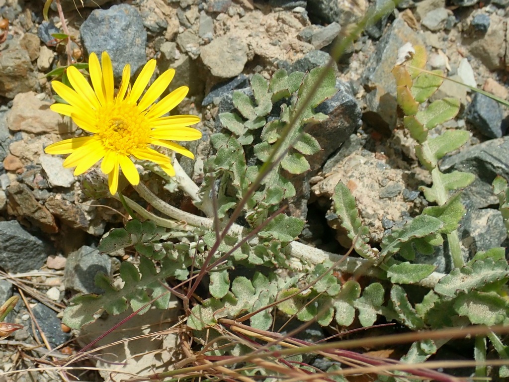Prostrate Capeweed from Swartberg Pass, Oudtshoorn on February 9, 2024 ...