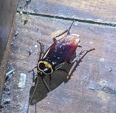 Periplaneta australasiae image
