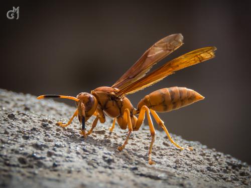 Neotropical Red Paper Wasp