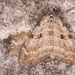 Aplocera plagiata - Photo (c) petermclight，保留所有權利