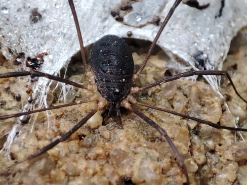 Nelima atrorubra