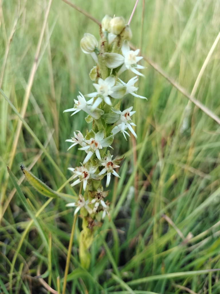 Death Orchid from Emakhazeni Local Municipality, South Africa on ...