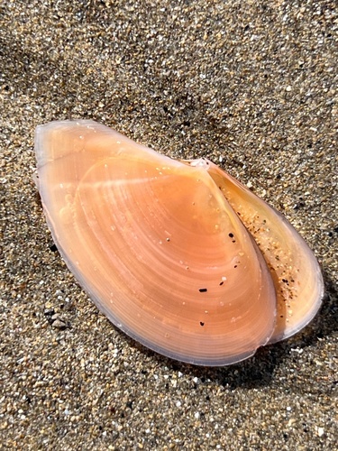 Bosemprella incarnata (Linnaeus, 1758)