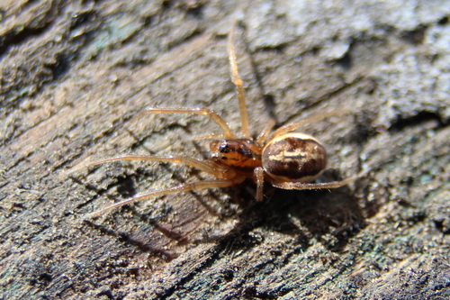 Pachygnatha clercki