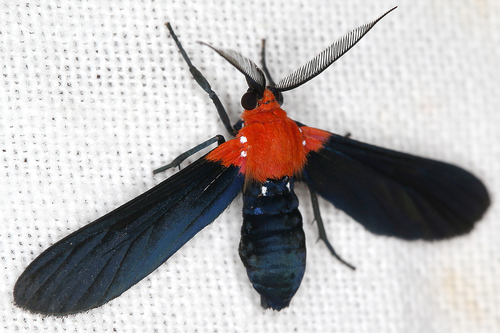 Psoloptera basifulva
