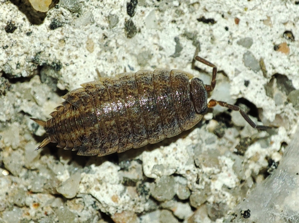 Proporcellio from 2205-264 Concavada, Portugal on February 12, 2024 at ...