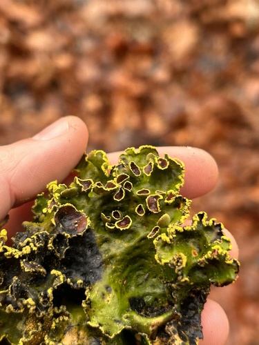Gold Specklebelly Lichen