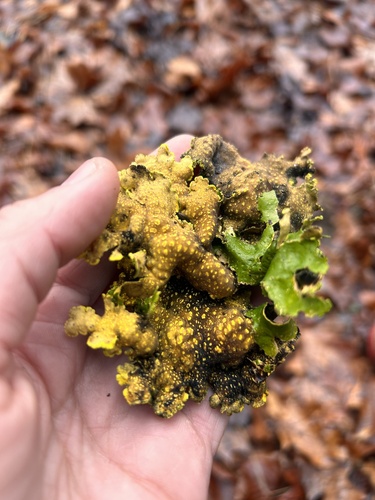 Gold Specklebelly Lichen