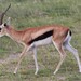 Eastern Thomson's Gazelle - Photo (c) Hubert Stelmach, all rights reserved, uploaded by Hubert Stelmach