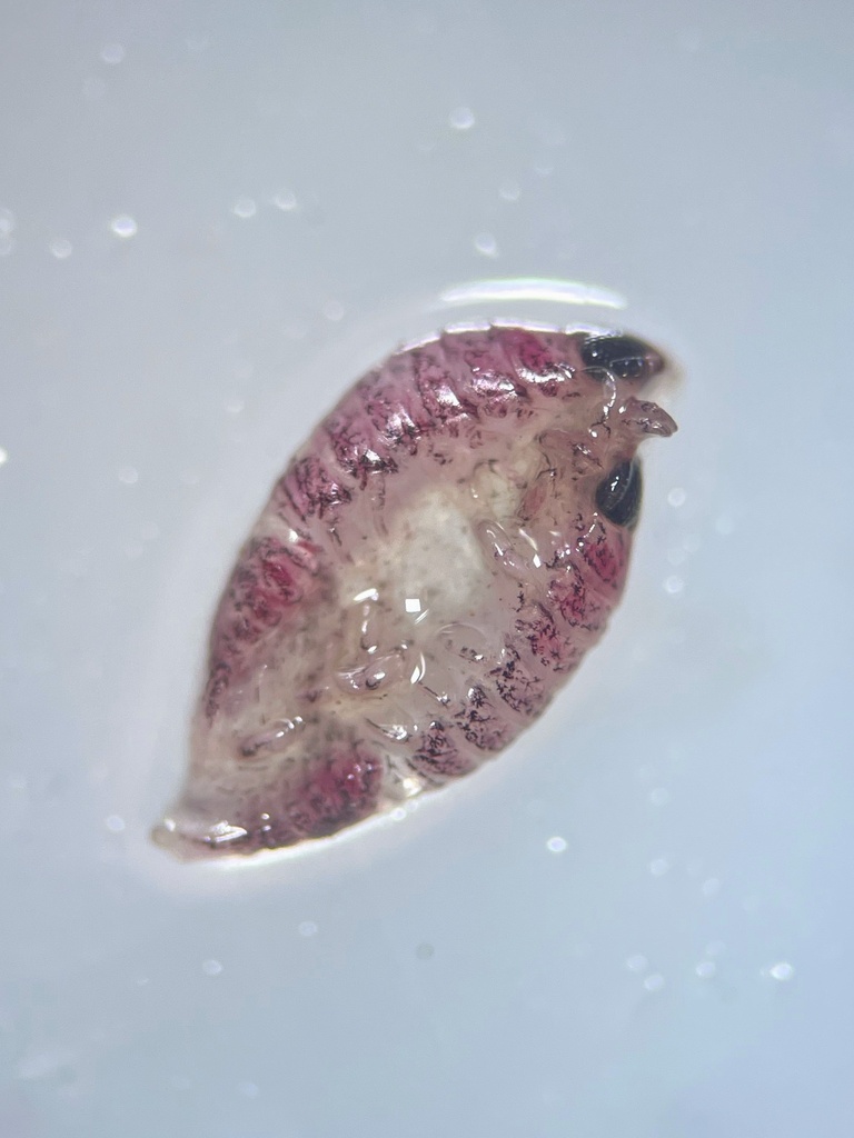 Predaceous and Parasitic Isopods from Victoria University of Wellington ...