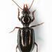 Green Semipoint-mouth Beetle - Photo (c) Chris Rorabaugh, all rights reserved, uploaded by Chris Rorabaugh