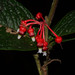 Psammisia caloneura - Photo (c) John L. Clark, todos os direitos reservados, uploaded by John L. Clark