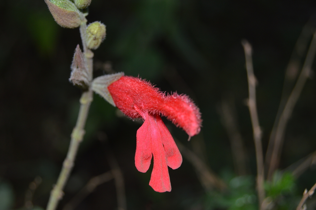 Cardinal Sage from Senguio, Mich., México on February 11, 2024 at 10:20 ...