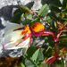 Phragmidium rosae-pimpinellifoliae - Photo (c) Tig, όλα τα δικαιώματα διατηρούνται