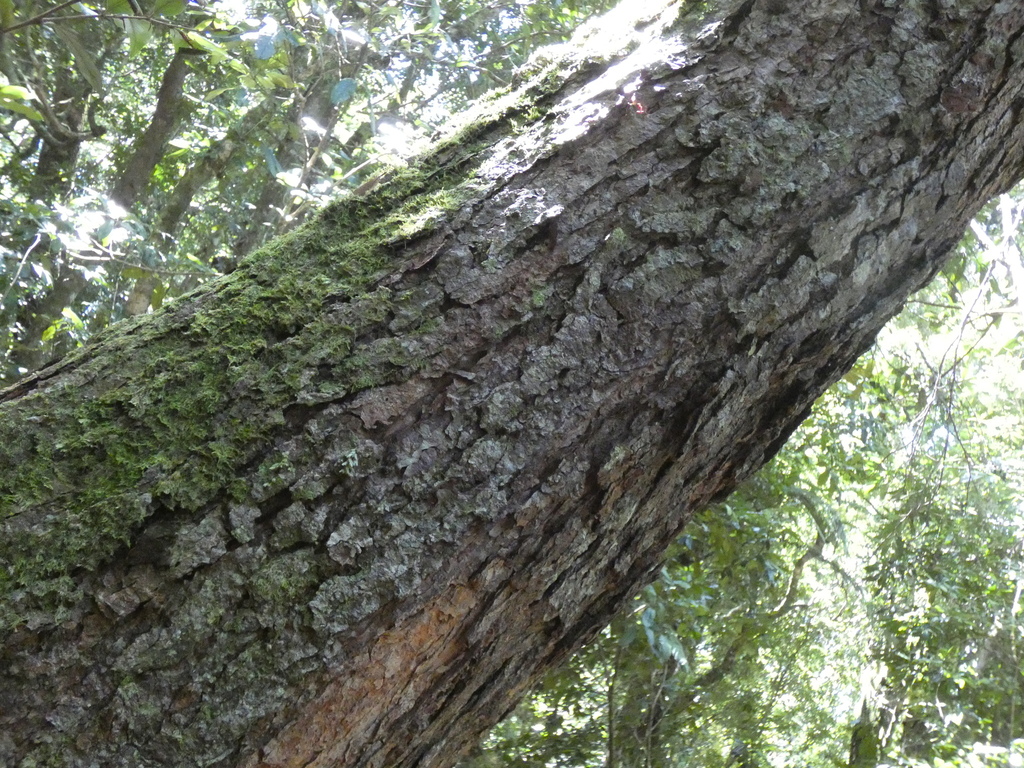 Australian beech from O'Reilly QLD 4275, Australia on February 13, 2024 ...