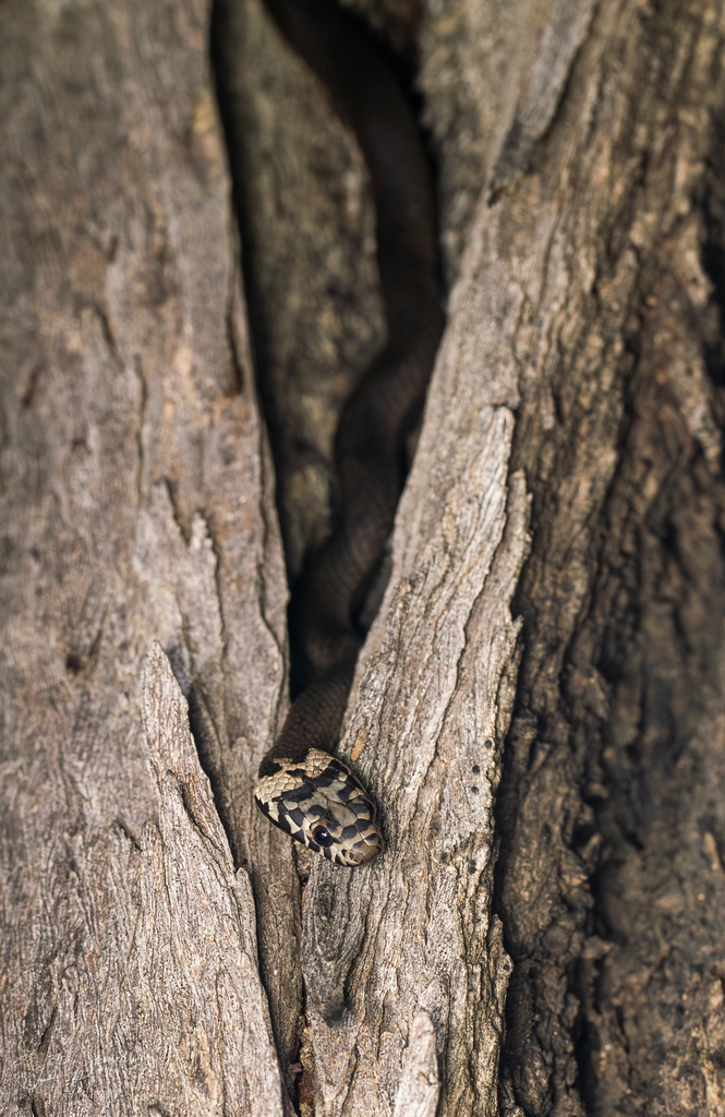 Pale-headed Snake in November 2023 by @Seajewlz · iNaturalist