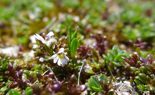 Euphrasia salisburgensis var. hibernica