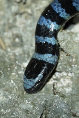 Yellow-lipped Sea Krait