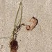 Observation photo