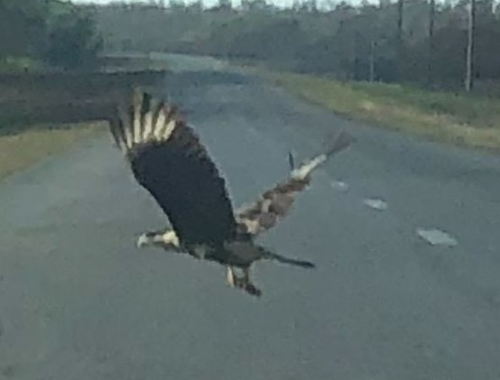 Crested Caracara