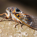 Common Cicada - Photo (c) jasius, all rights reserved