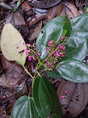 Meriania macrophylla image