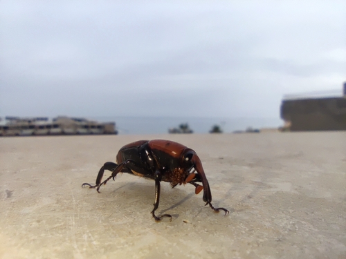 Red Palm Weevil
