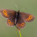 Bulgarian Ringlet - Photo (c) jasius, all rights reserved