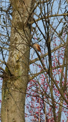 Long-tailed Shrike